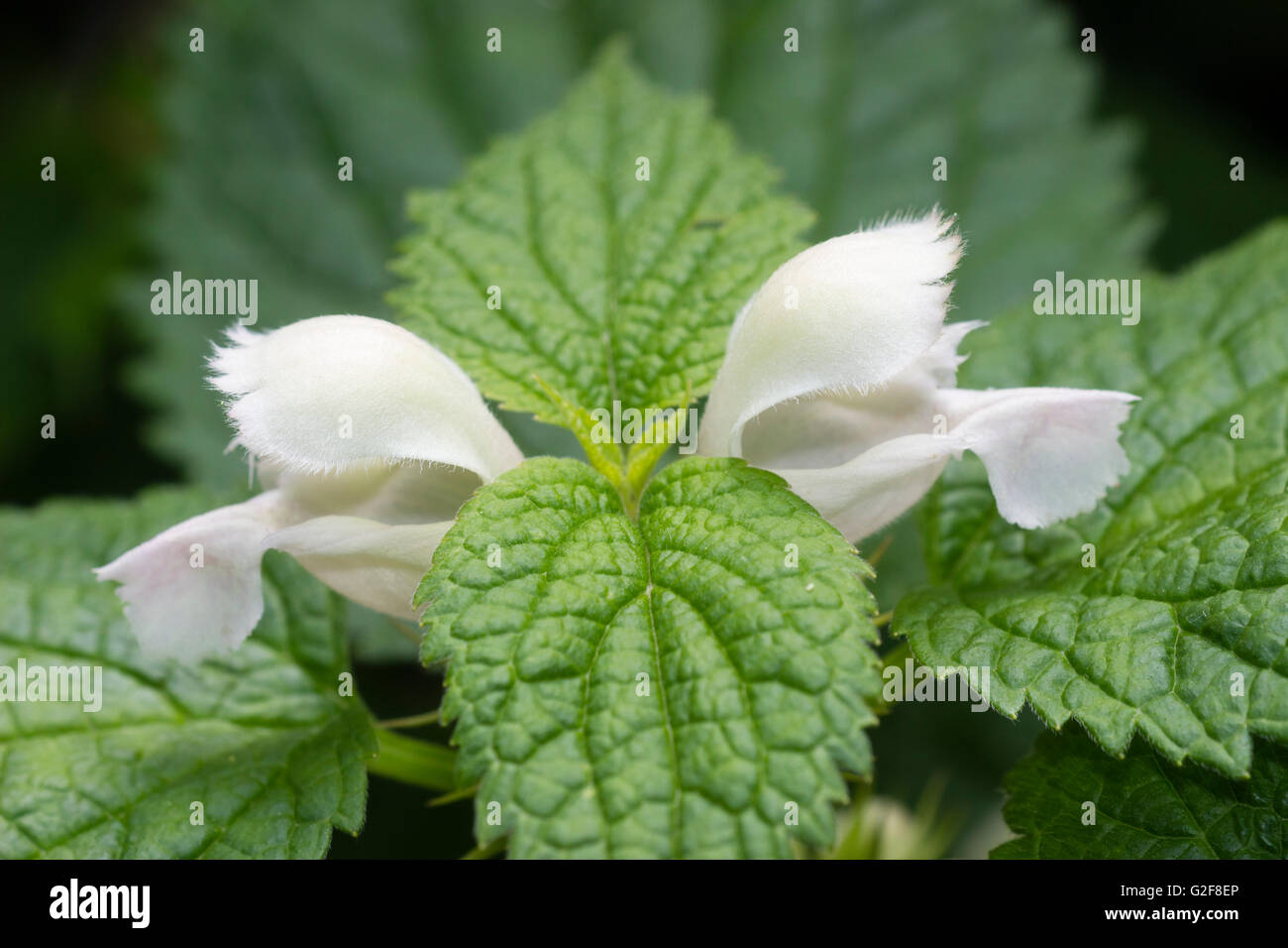 White late spring flowers of the ornamental dead nettle, Lamium orvala 'Album' Stock Photo