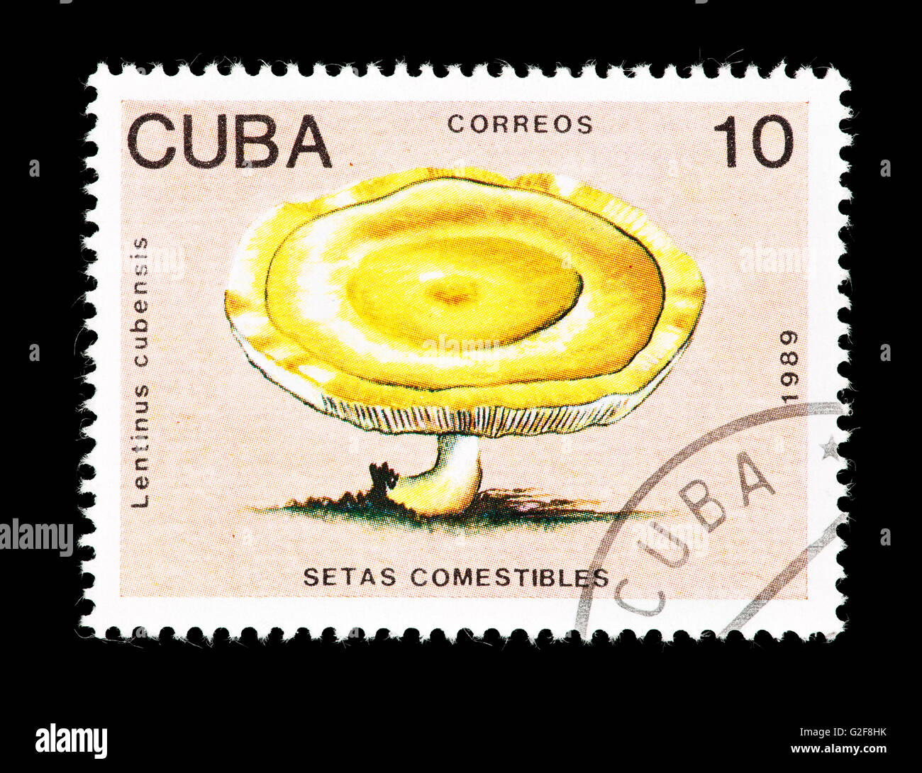 Postage stamp from Cuba depicting an edible mushroom  (Lentinus cubensis) Stock Photo