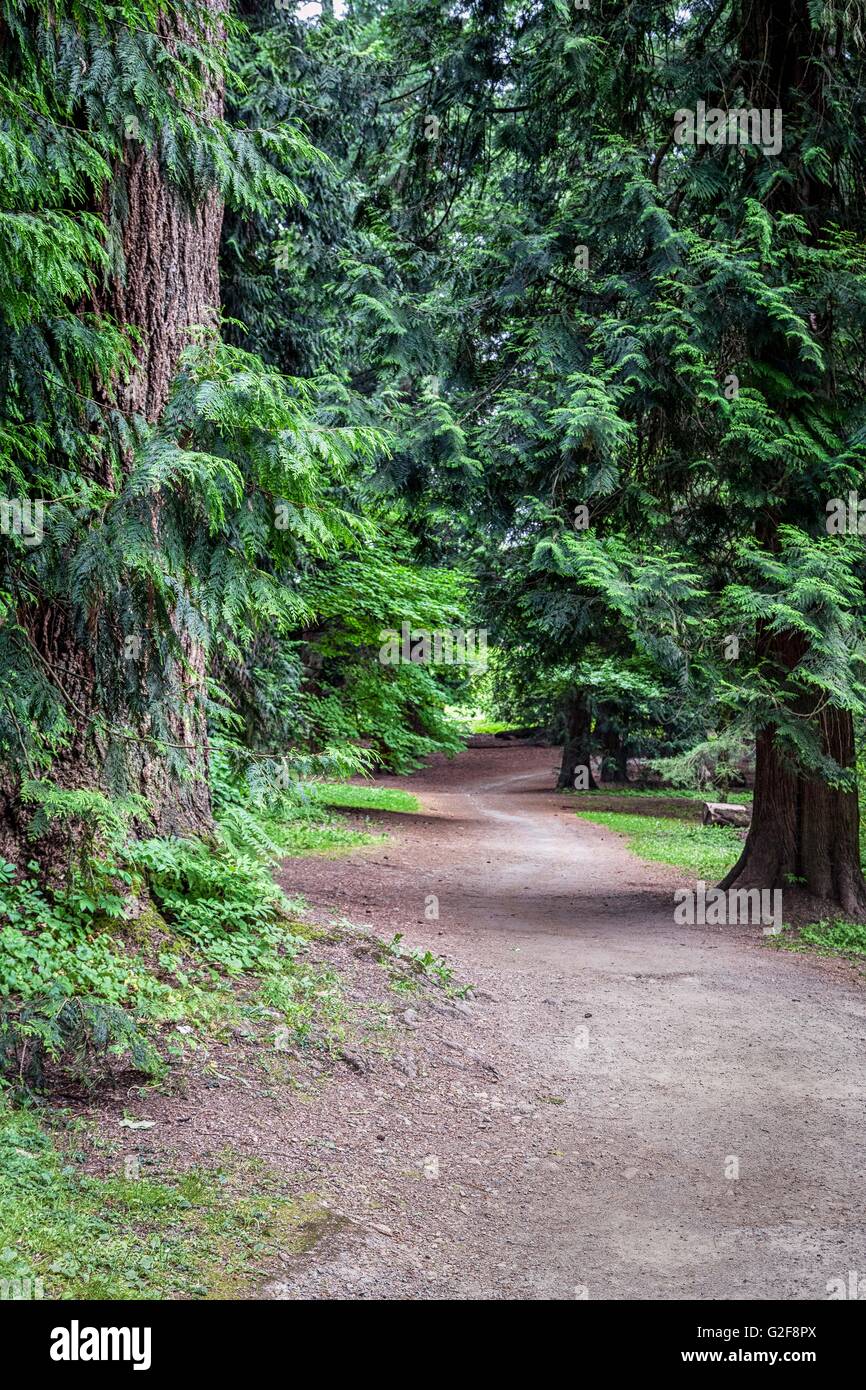 nature walk through a path in the urban forest, Queen Elizabeth Park, New Westminster British Columbia, Canada Stock Photo