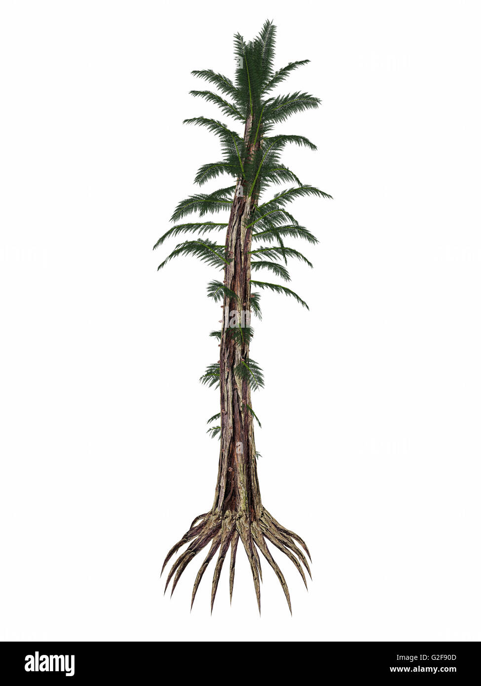 Tempskya prehistoric tree-like fern, isolated on white background. Stock Photo