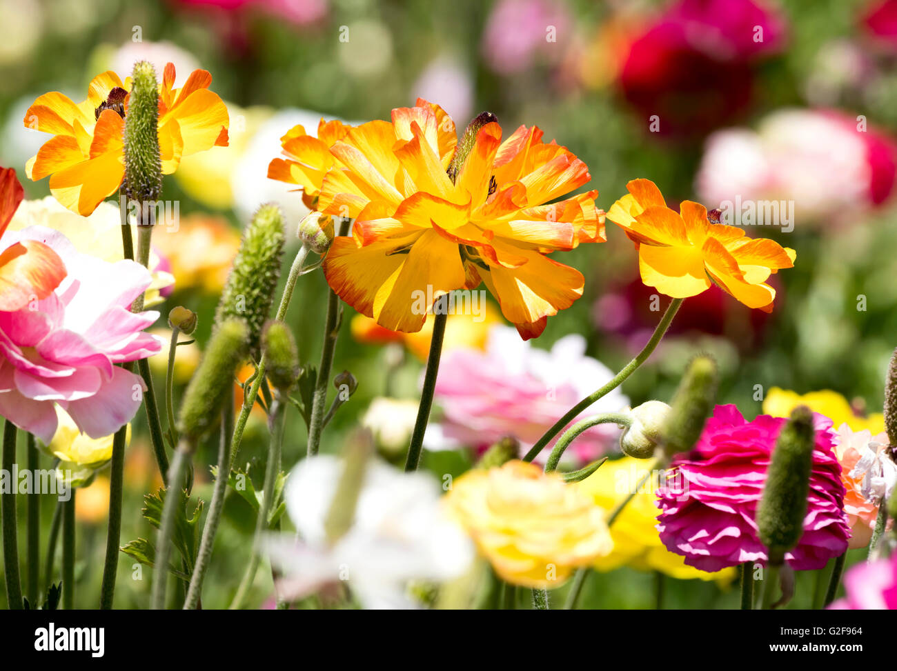 An orange and yellow ranunculus flower framed against a background of colorful buds and greenery. Stock Photo