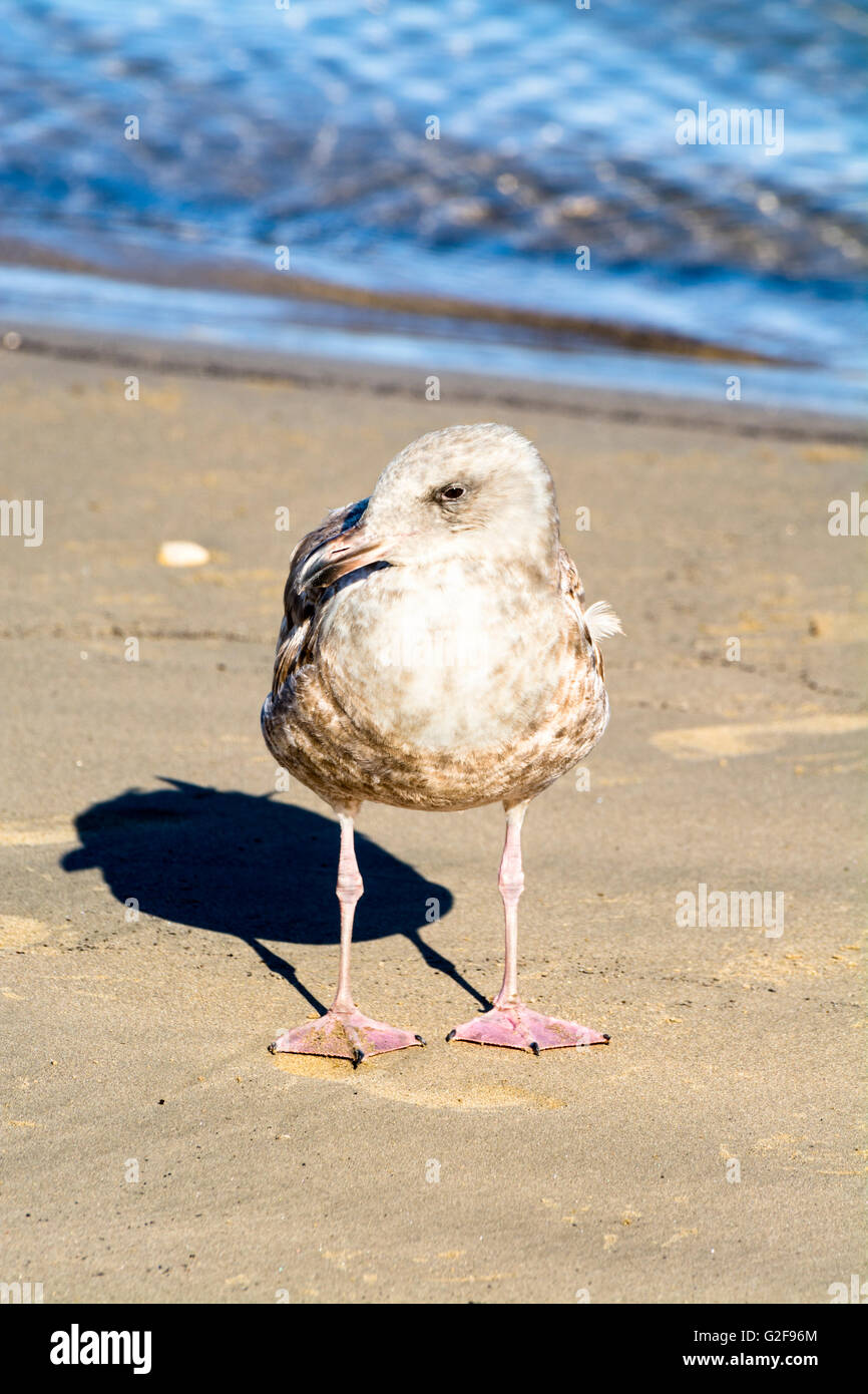 A young seagull stands near the edge of the ocean, soaking up the sunshine while resting. Stock Photo