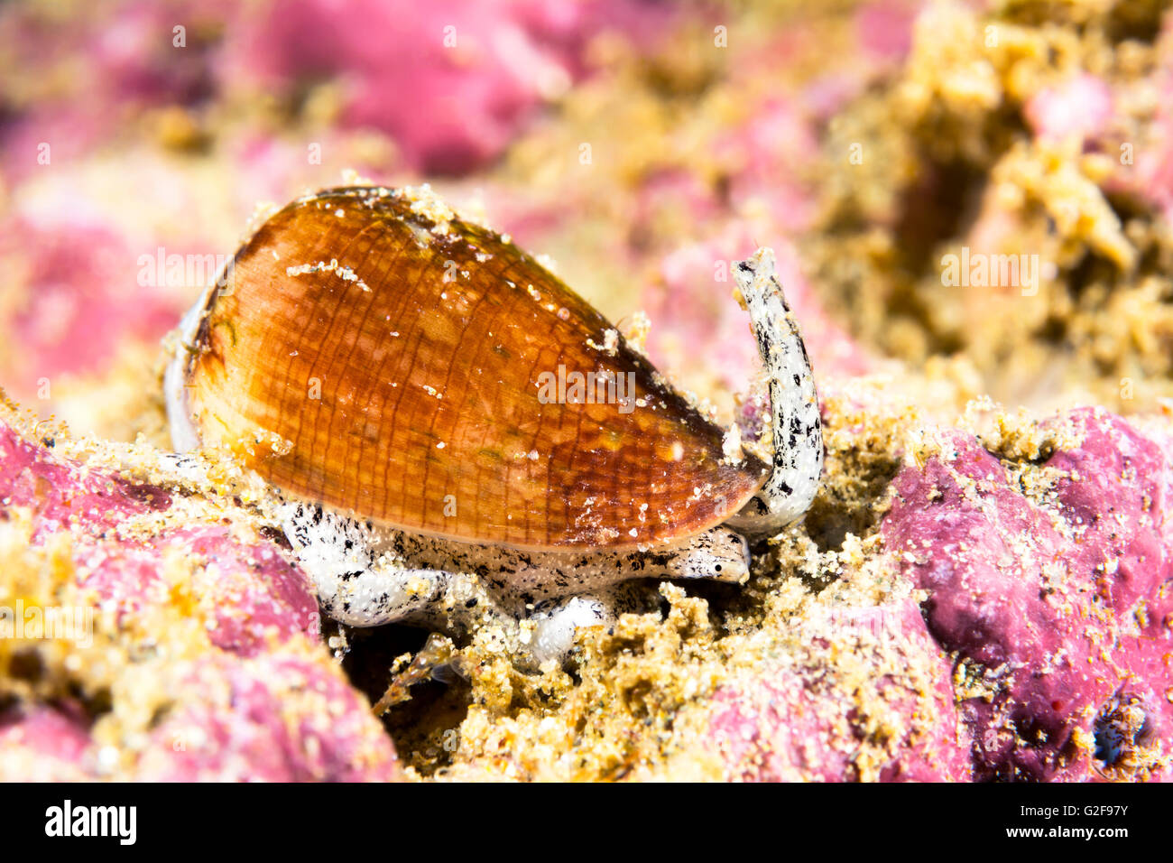 A poisonous California cone snail crawls across a reef looking for prey to paralyze and eat. Stock Photo
