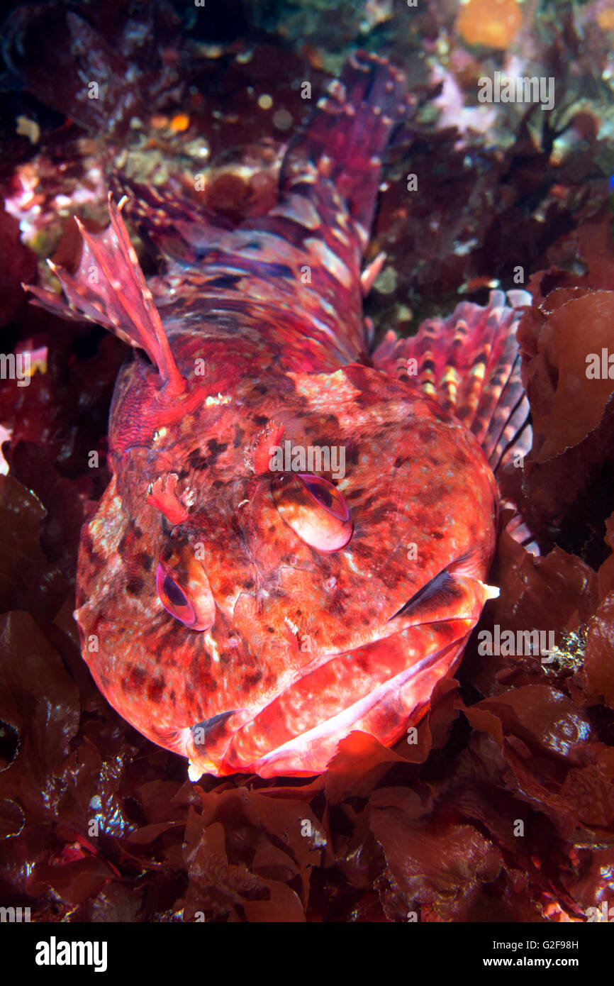 A red California Cabazon rests amongst the dark algae on a rocky reef. Stock Photo