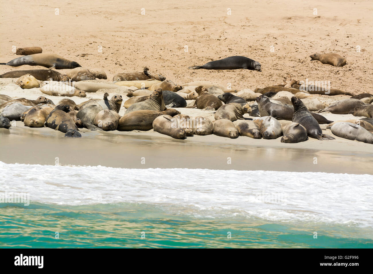 A colony of sea lions sun bathing on the shore of Santa Rosa Island at the Channel Islands of California Stock Photo