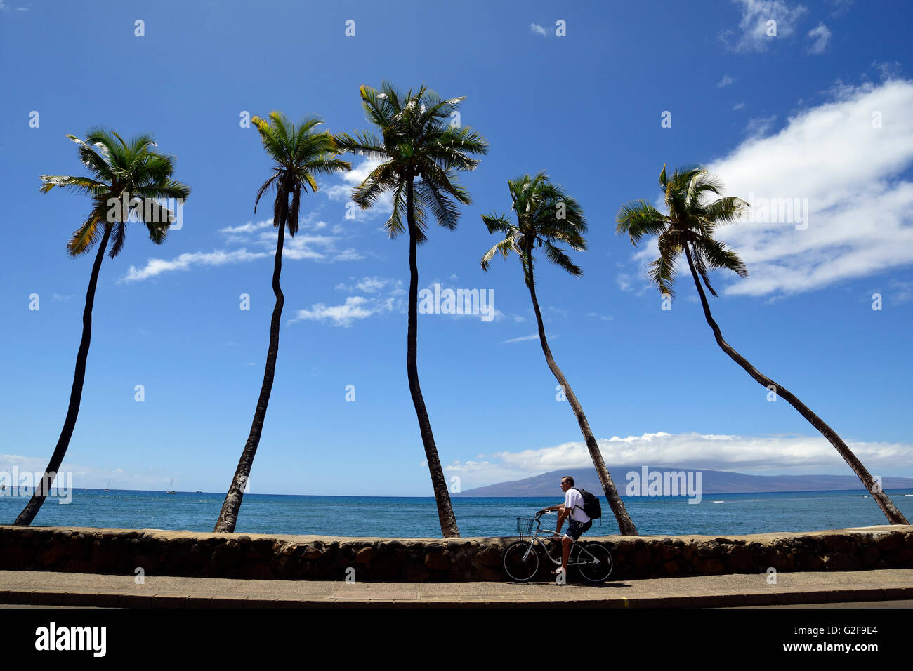 Man riding bicycle beside palm trees, Maui, Hawaii Stock Photo Alamy