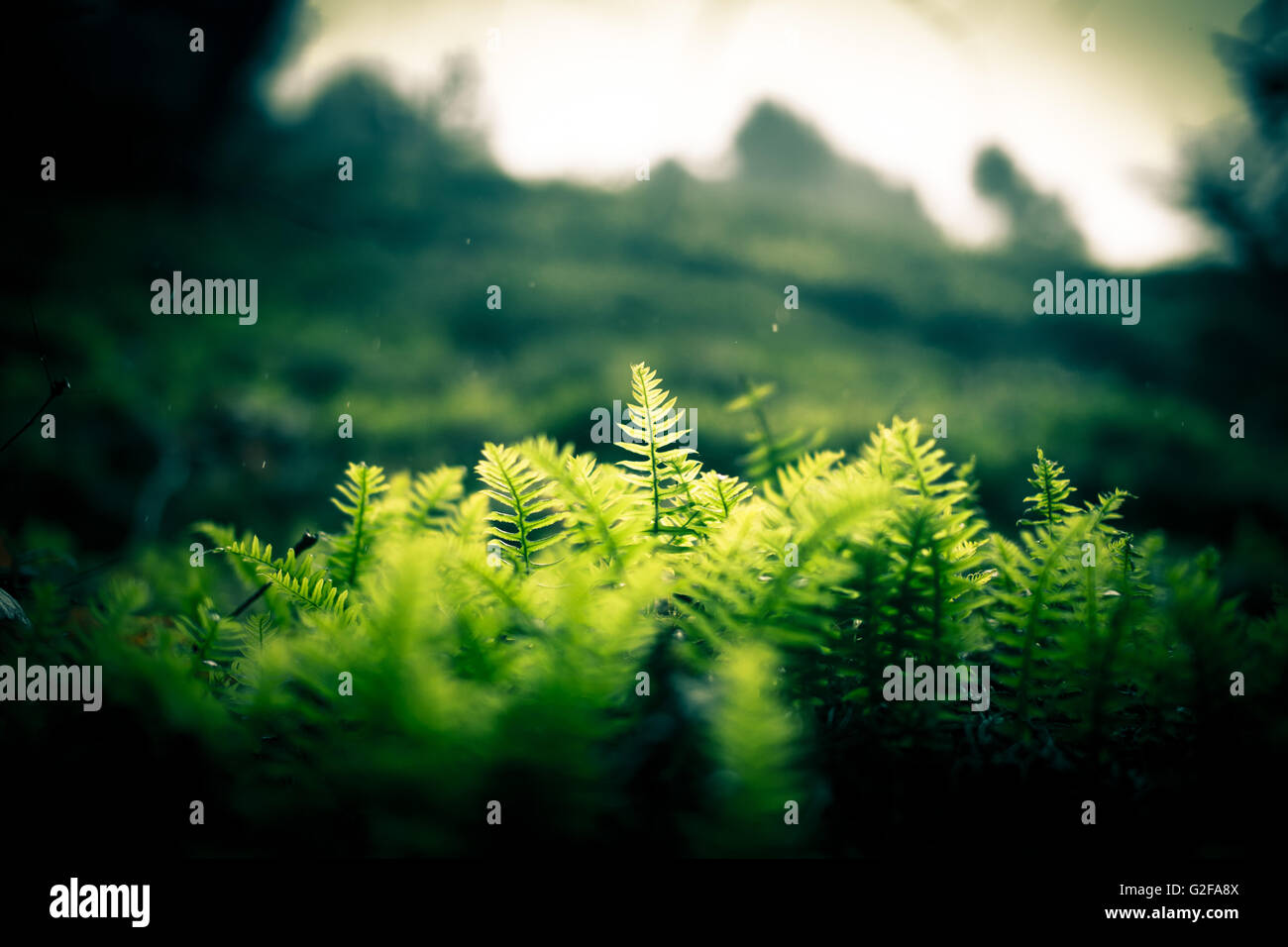 Washington green ferns hi-res stock photography and images - Alamy