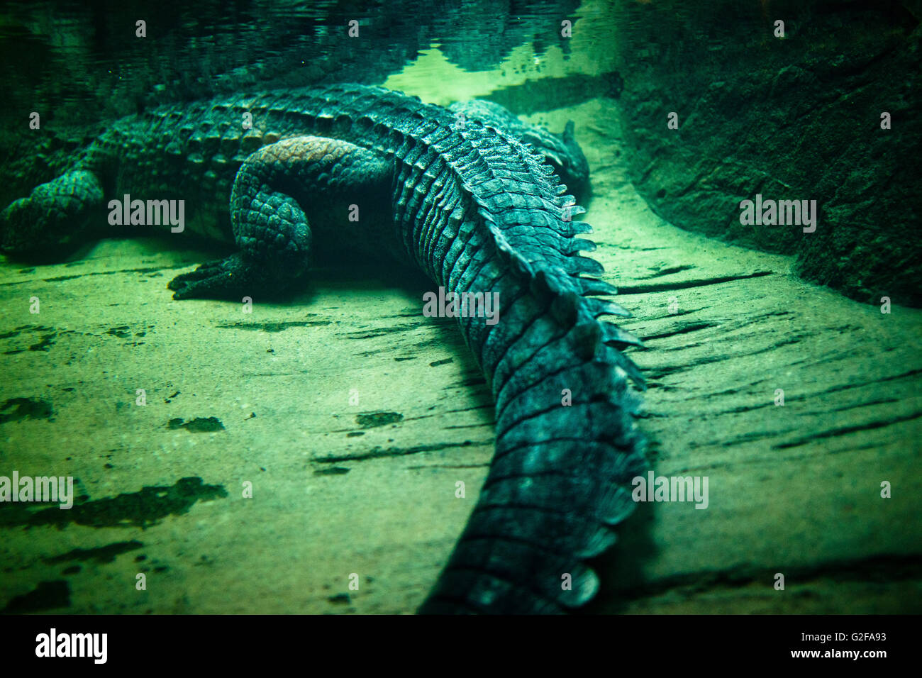 Crocodile Underwater Stock Photo