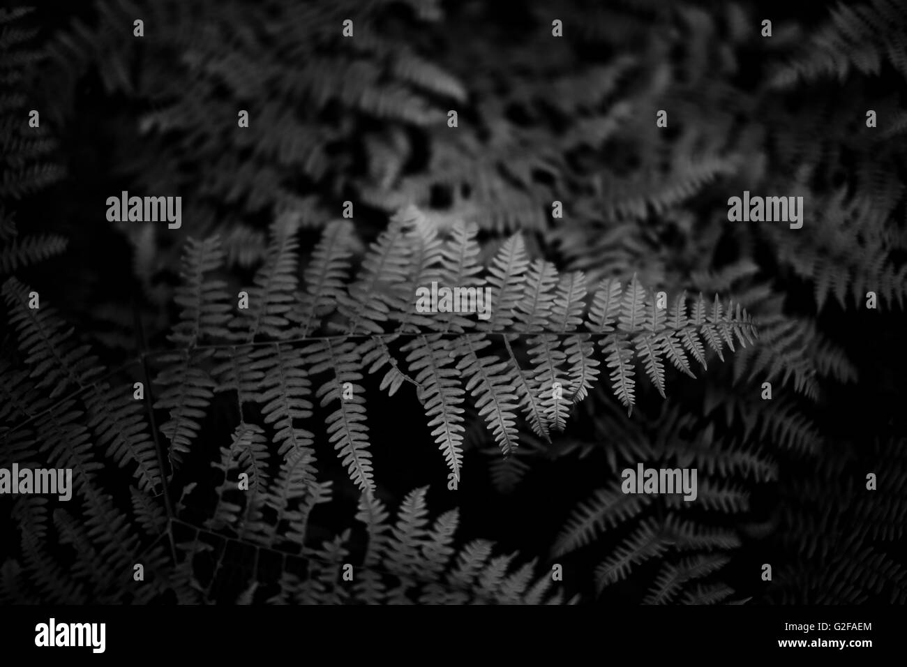 Forest Ferns Stock Photo