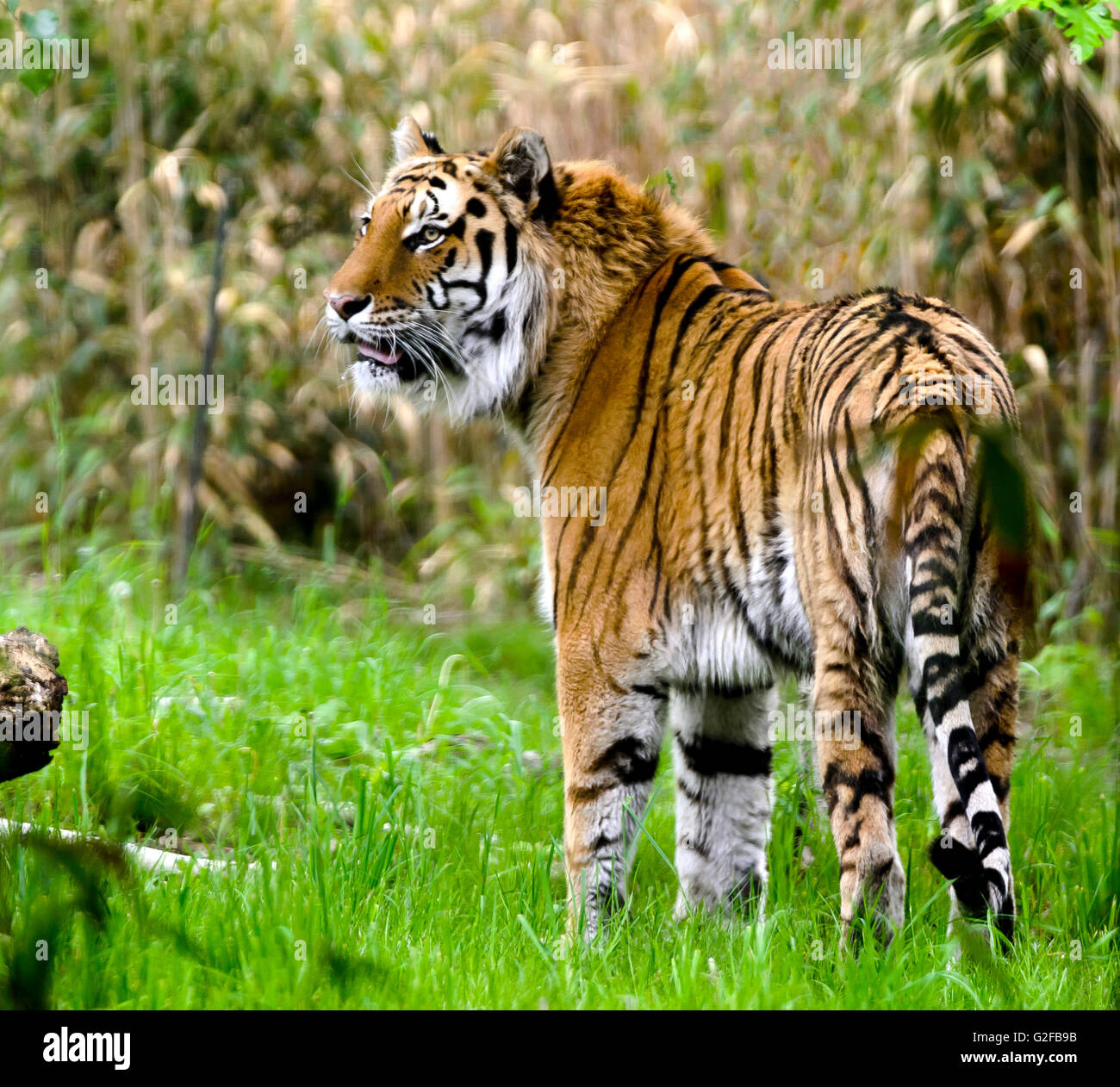 Bronx zoo tiger hi-res stock photography and images - Alamy