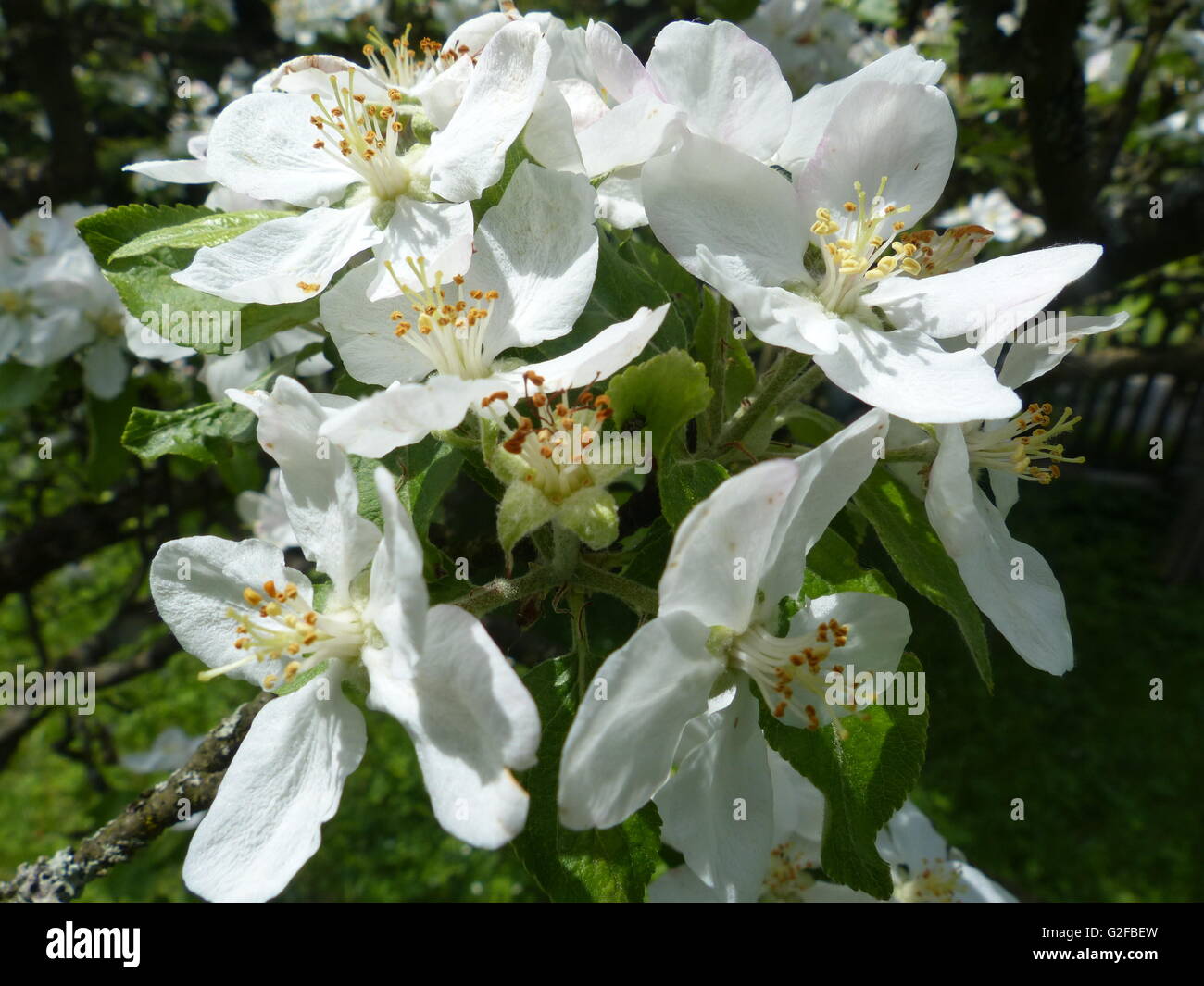 Spring Blossoms Apple Tree Fruit Tree Fruit Stock Photo Alamy Spring Blossoms Apple Tree Fruit Tree Fruit G2FBEW