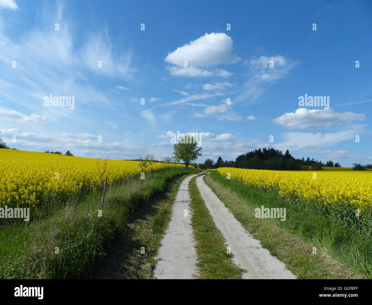 rapeseed fields with dirt road and blue sky Stock Photo