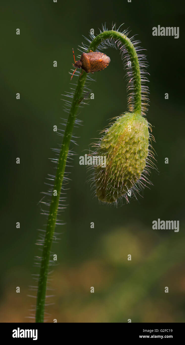 macro close up shield bug pentatomidae on poppy flower bud Stock Photo