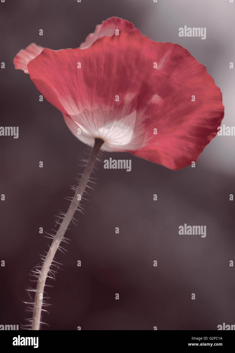 fine art single poppy papaver flower Stock Photo