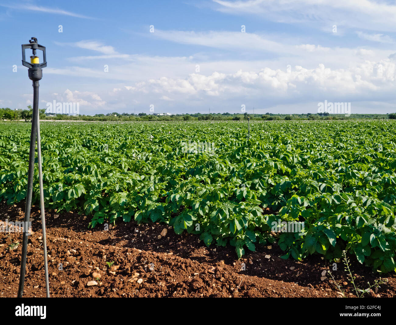 Field of potatoes plants. Stock Photo