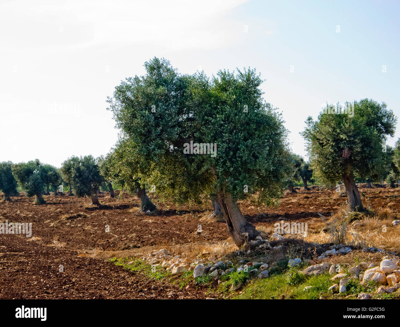 Olive grove of Puglia Stock Photo Alamy