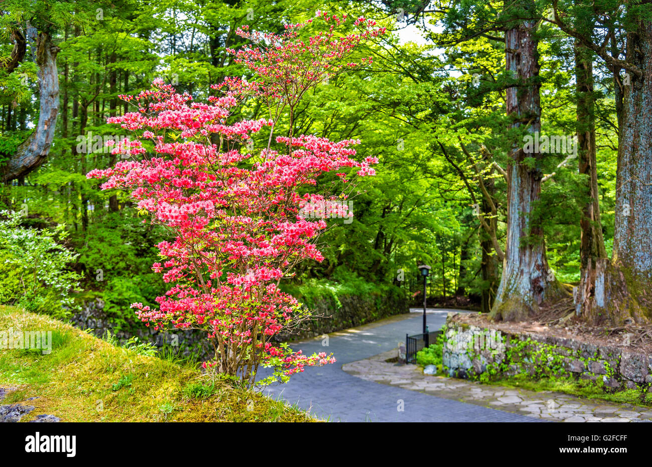 Blooming bush at Nikko heritage site Stock Photo