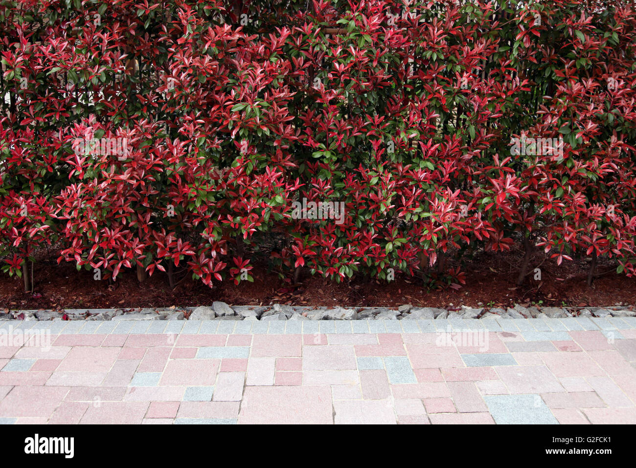 It's a photo of a vegetal wall: an hedge made with red plants or bushes along the pavement. Stock Photo
