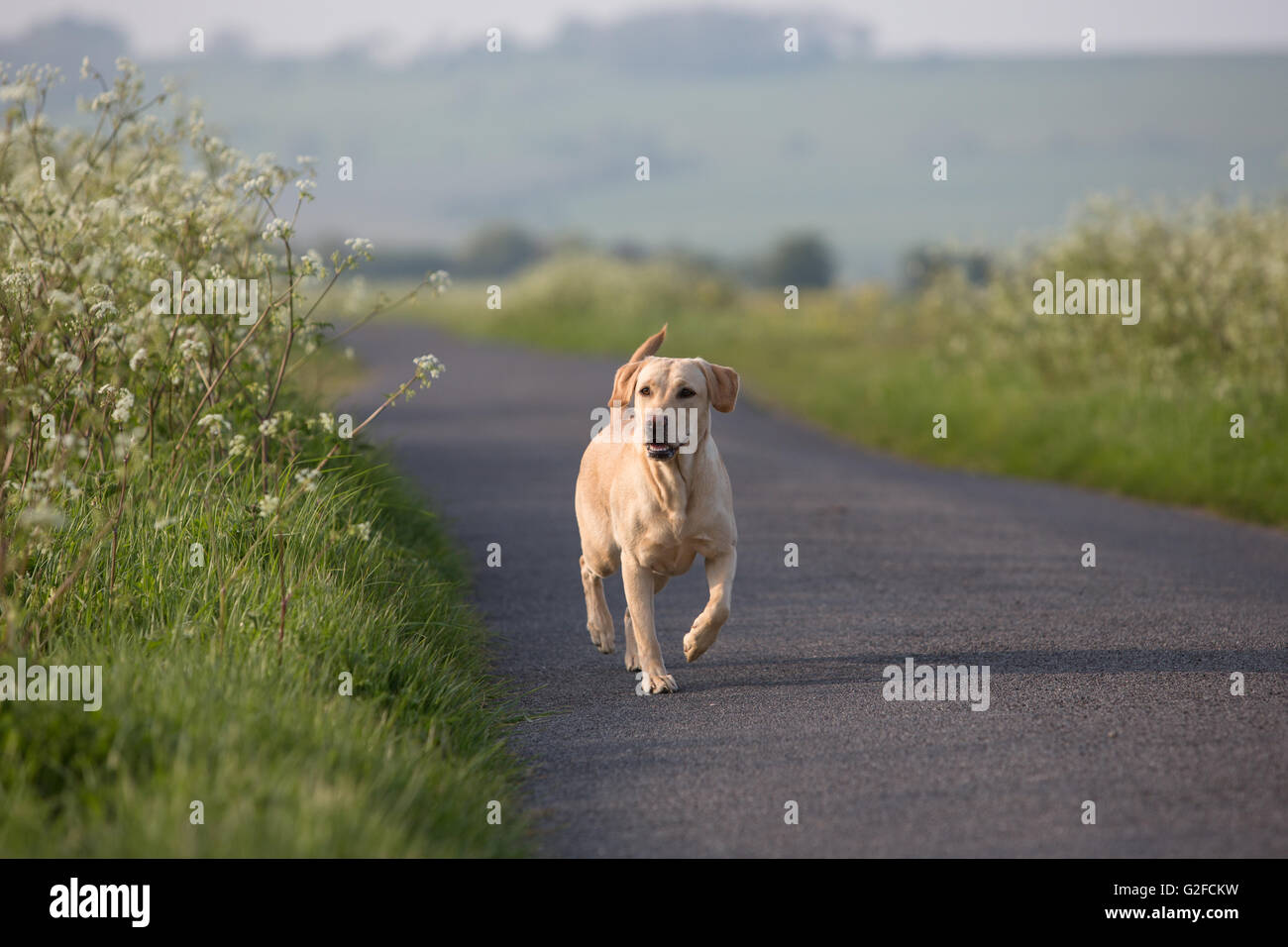 A golden Labrador gun dog in training Stock Photo Alamy