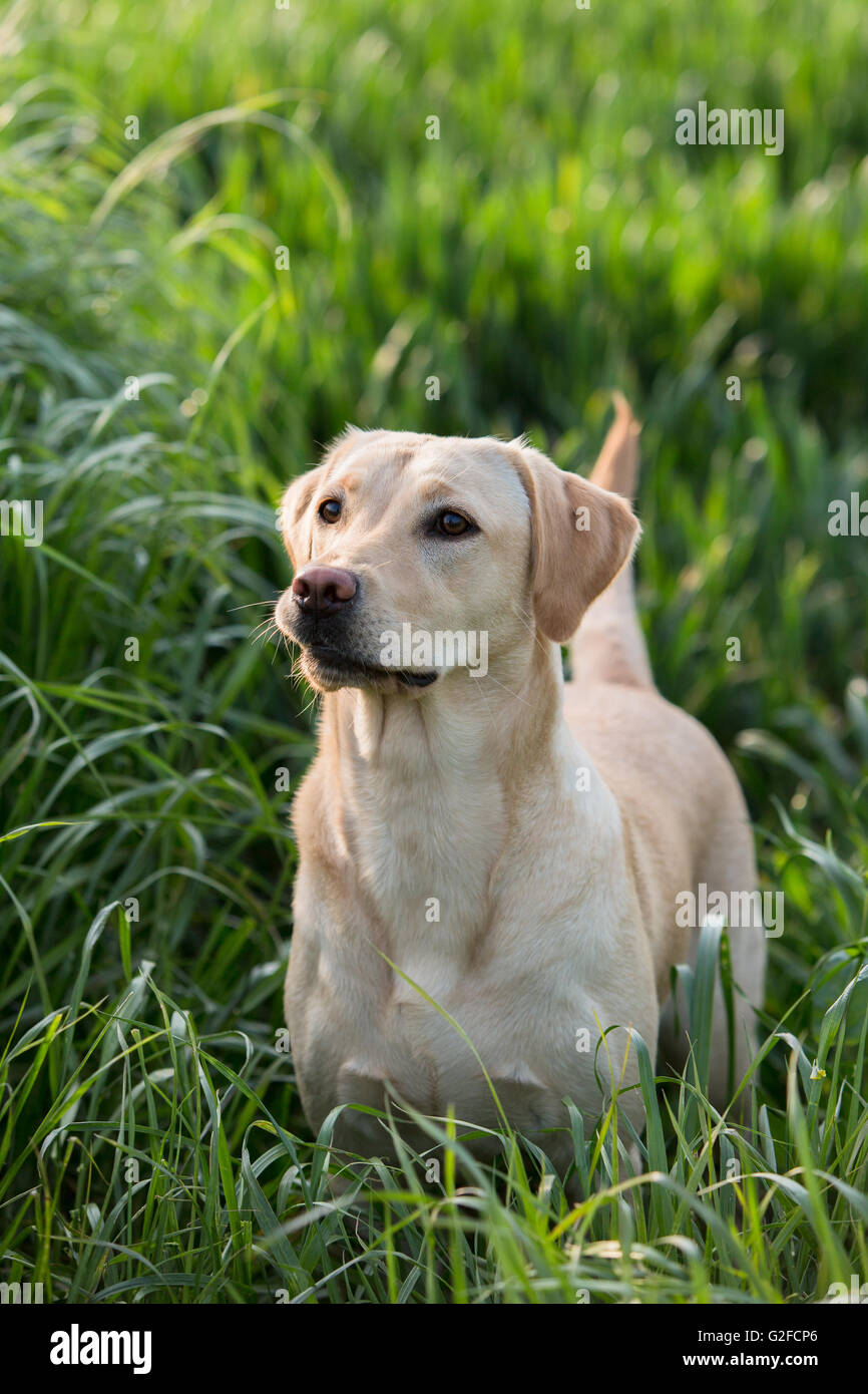 A golden Labrador gun dog in training Stock Photo - Alamy