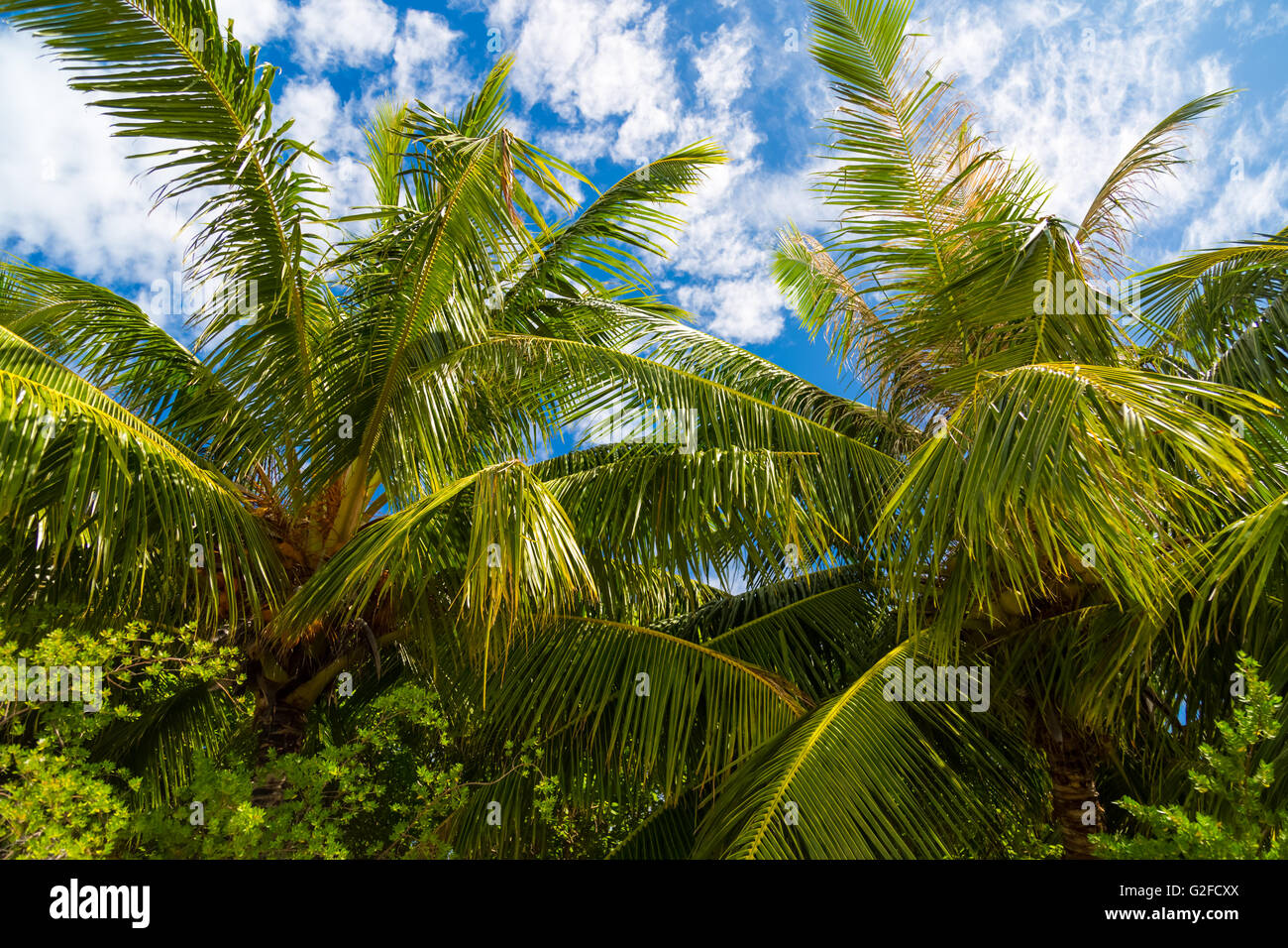 Beautiful sunset beach trees hi-res stock photography and images - Alamy