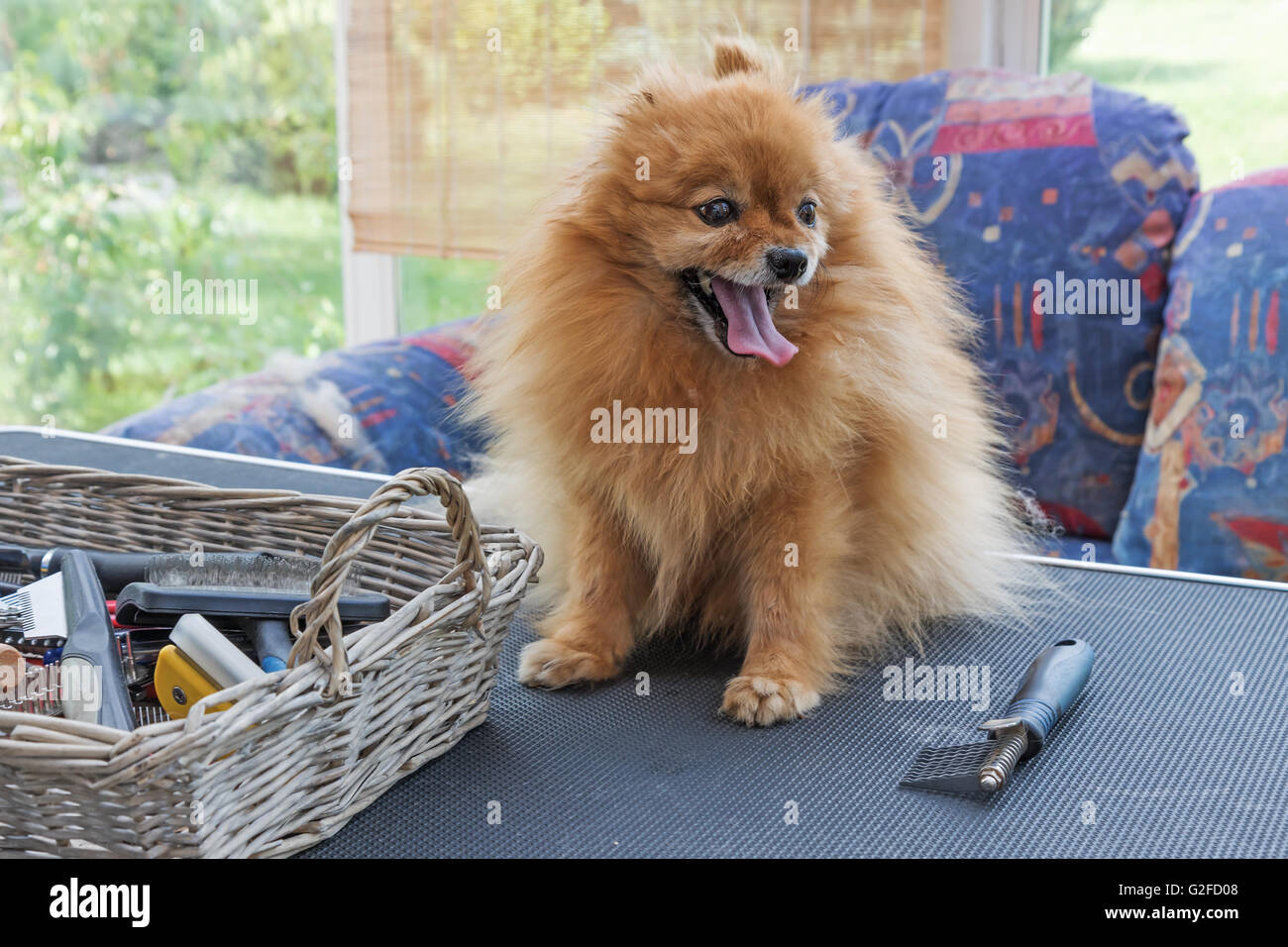 Alone Pomeranian German Spitz dog is standing on the grooming table. Stock Photo