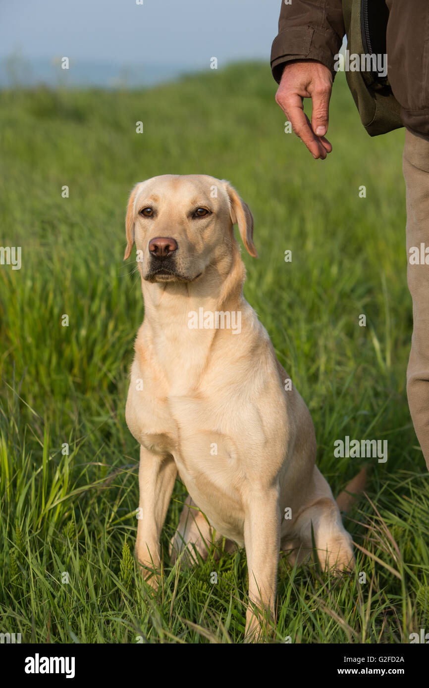 A golden Labrador gun dog in training Stock Photo Alamy
