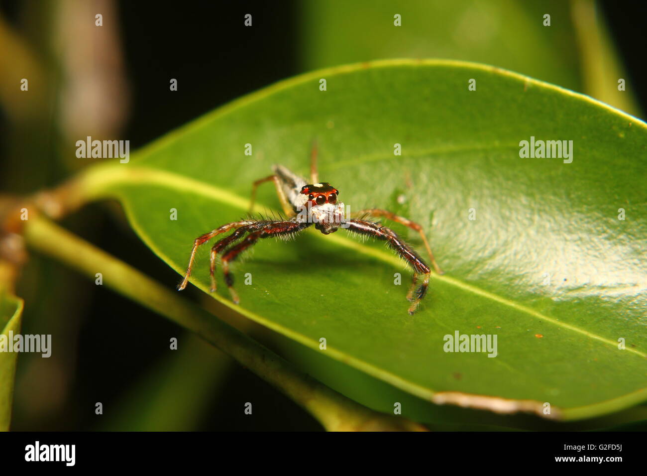 Macro photography close up showed a spider Stock Photo - Alamy