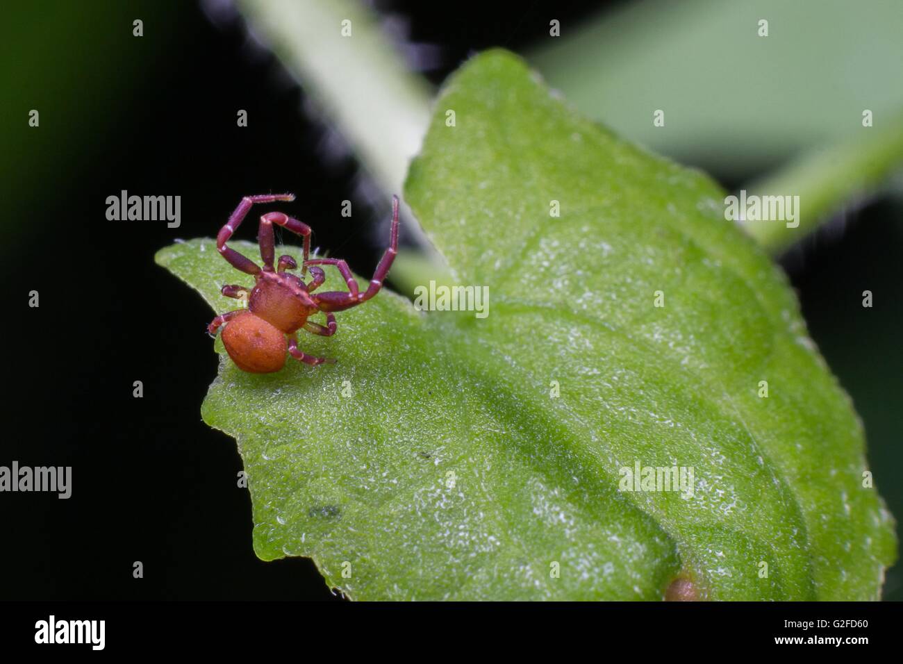 Macro photography close up showed a red spider Stock Photo - Alamy