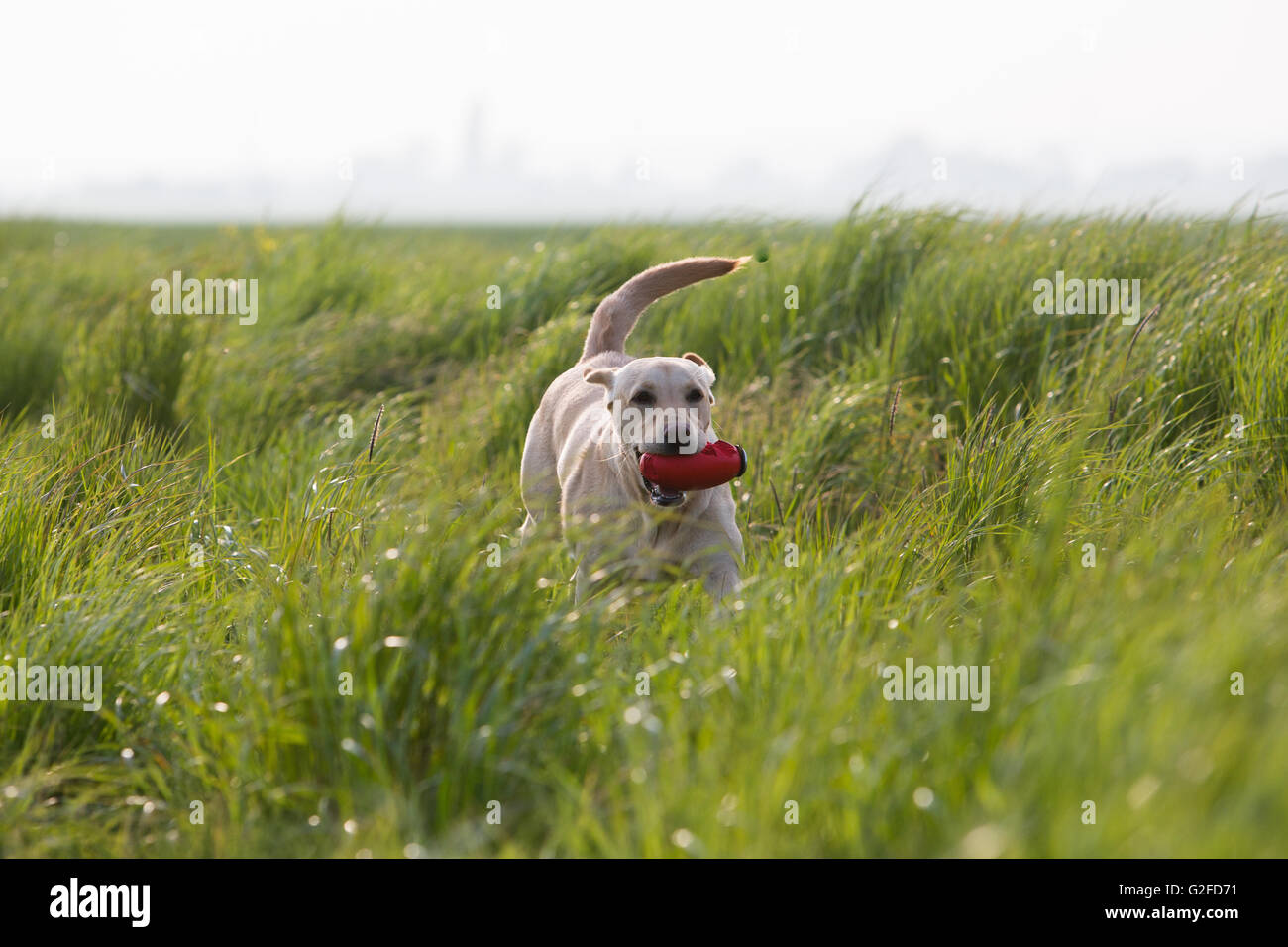 A golden Labrador gun dog in training Stock Photo Alamy