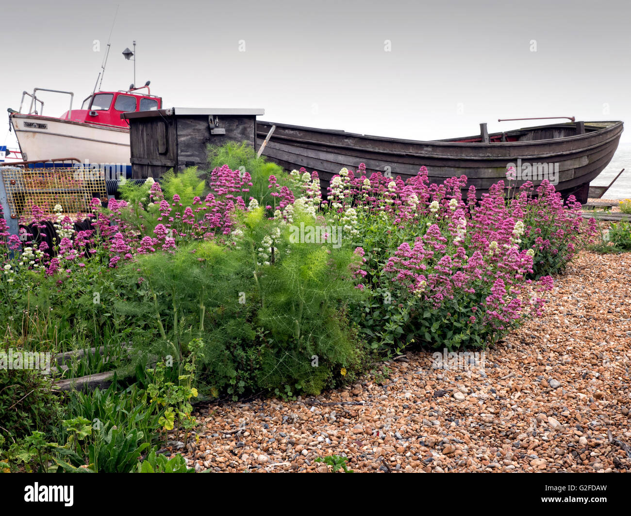 The Beach at Deal Kent. Wild flowers in bloom on the shingle beach in