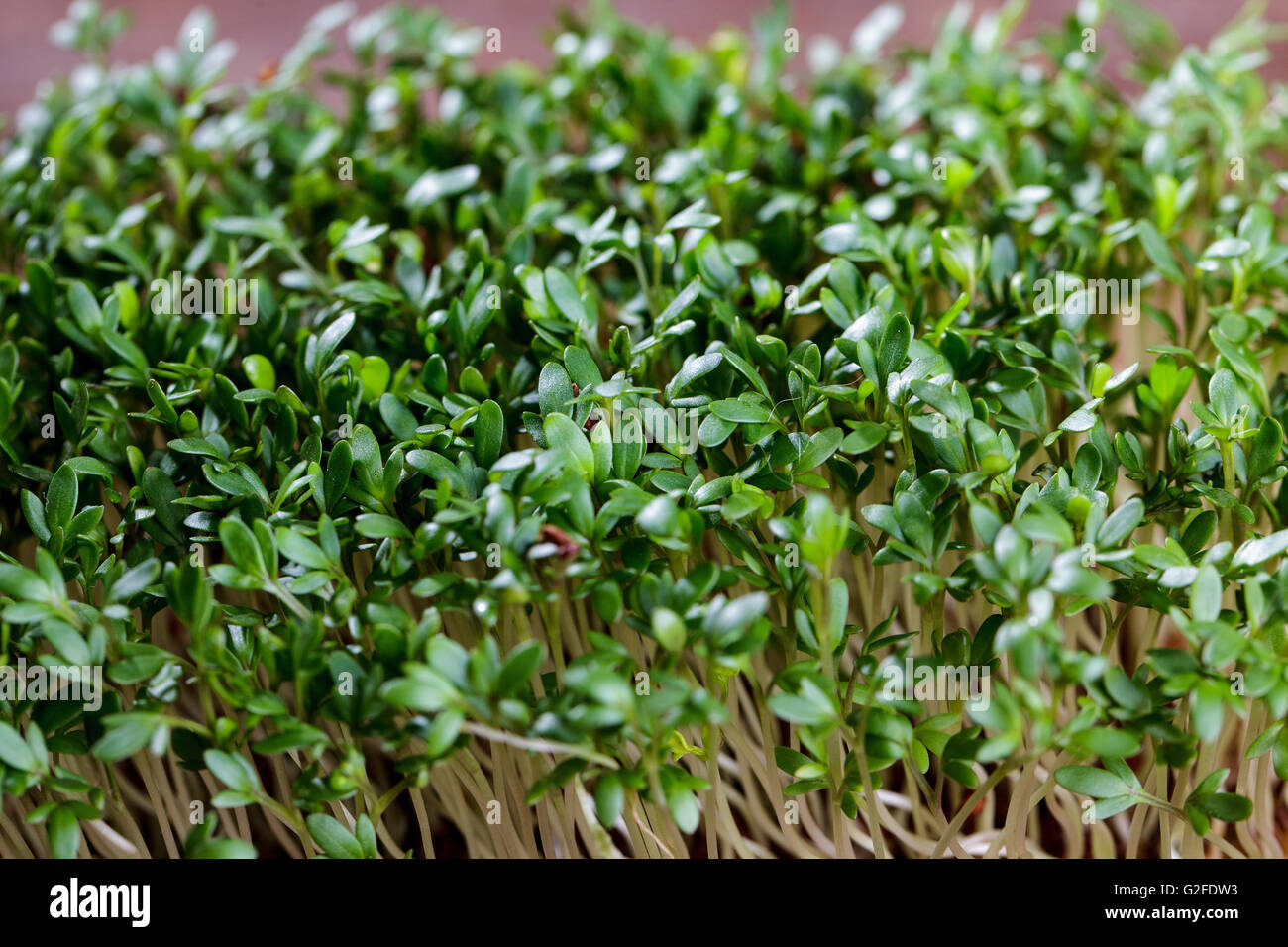 Fresh sprouts of garden cress ready for preparation Stock Photo