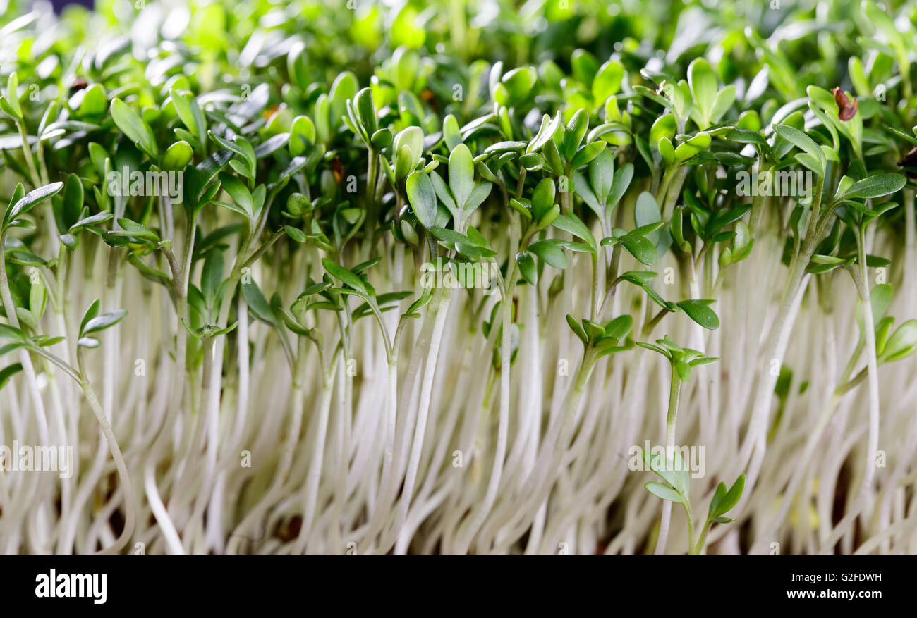 Fresh sprouts of garden cress ready for preparation Stock Photo