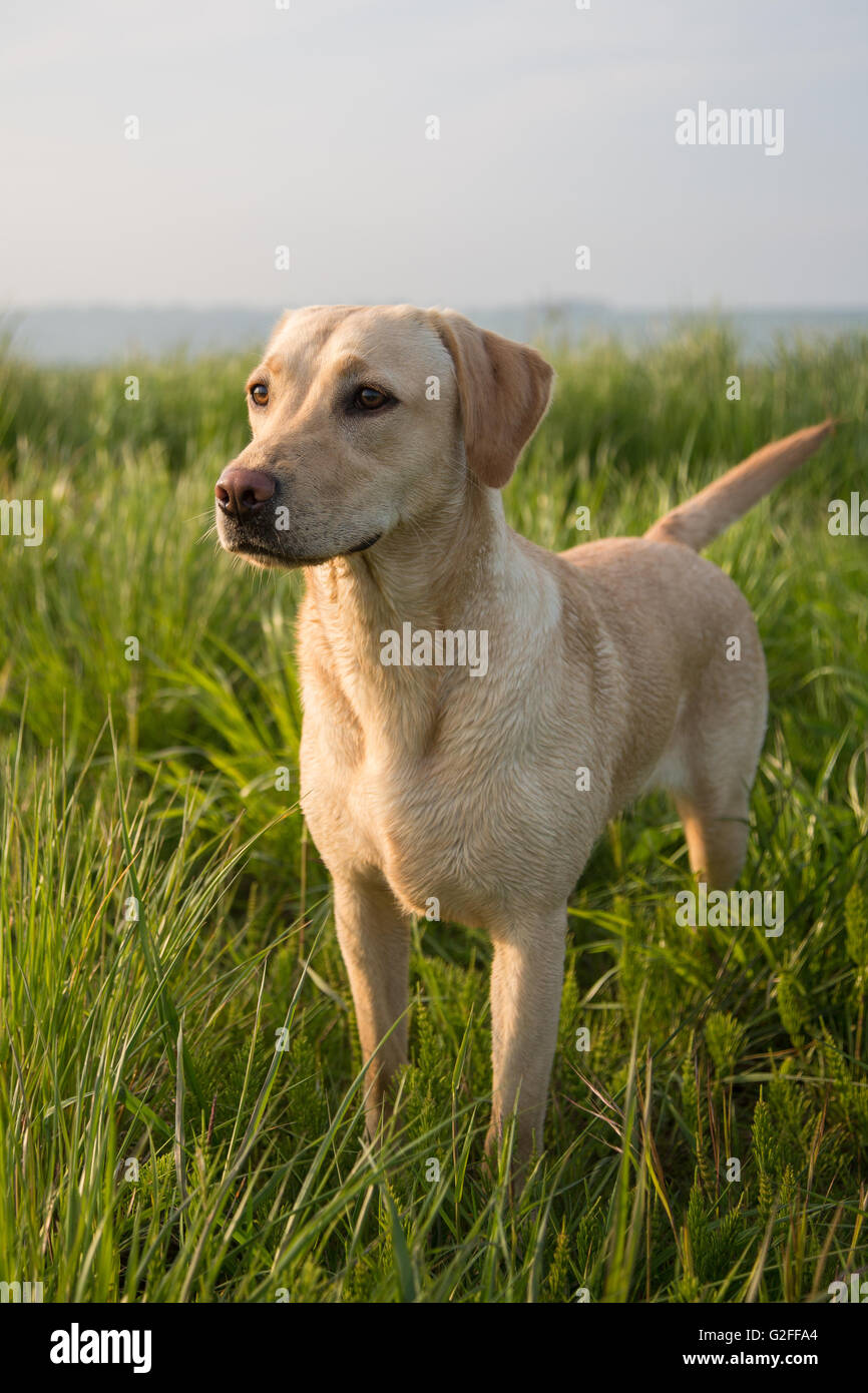 A golden Labrador gun dog in training Stock Photo - Alamy