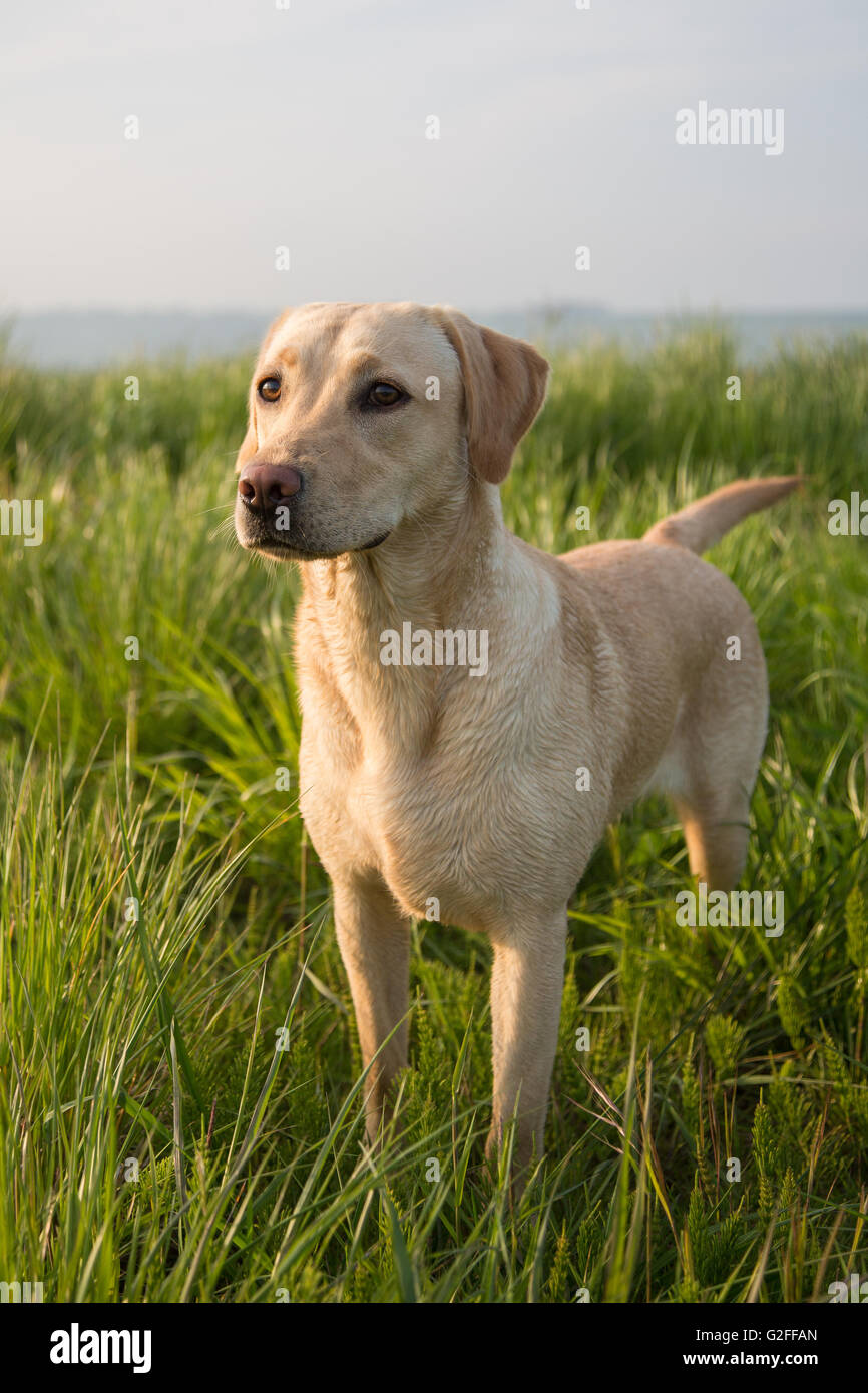 A golden Labrador gun dog in training Stock Photo Alamy