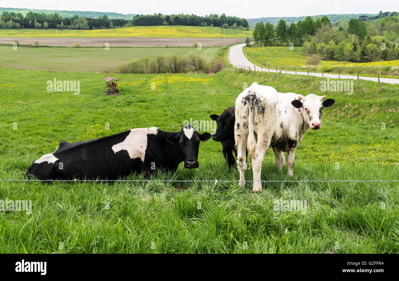 Holstein Friesians cattle breed in the pasture. They are known as the