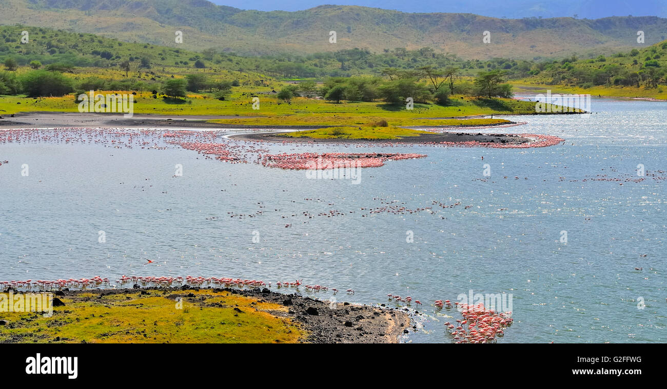 Flamingos gathering at Lake Momella Stock Photo