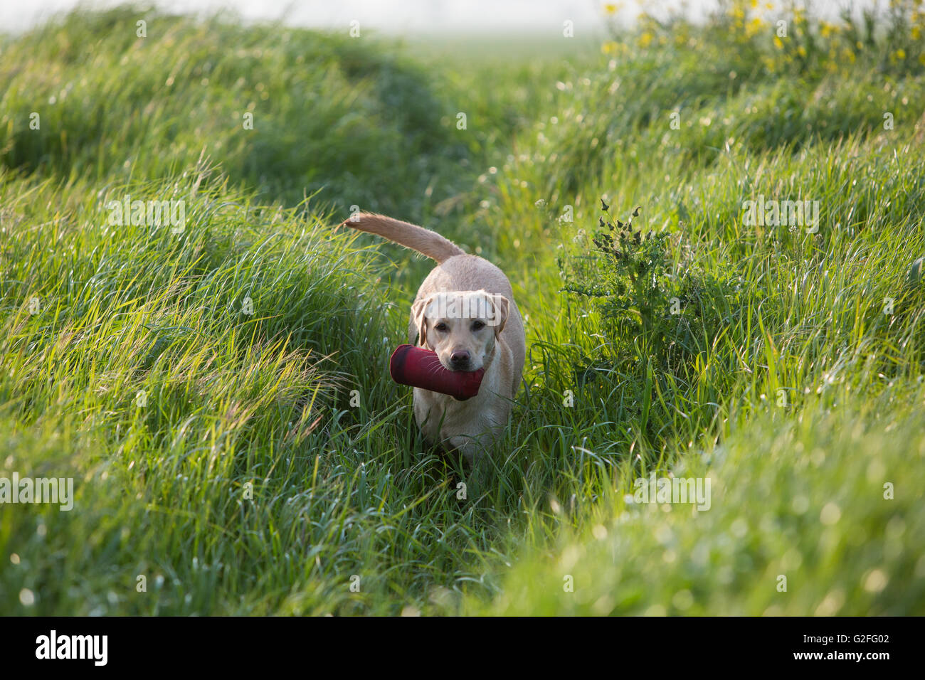 A golden Labrador gun dog in training Stock Photo