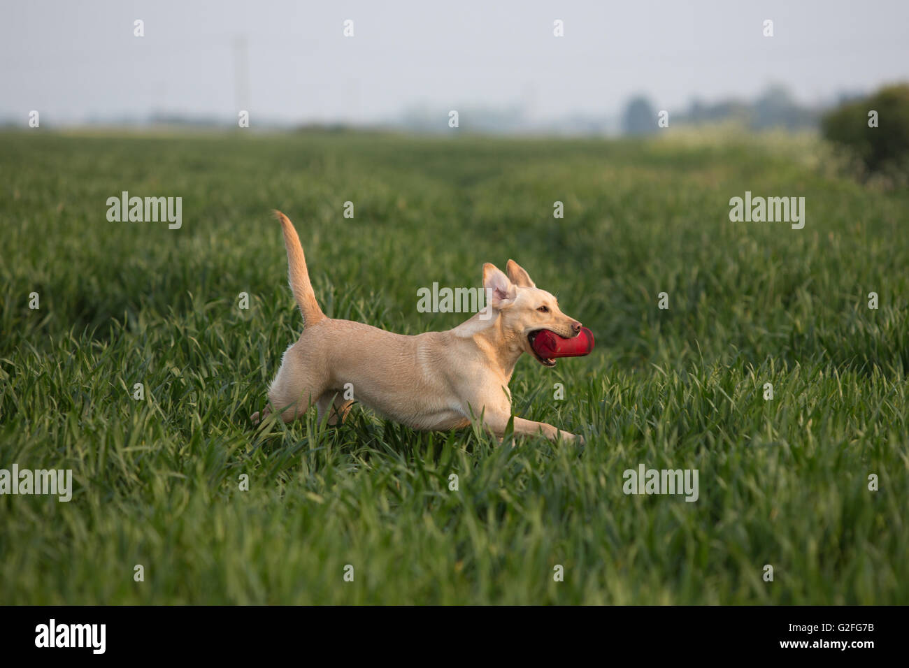 A golden Labrador gun dog in training Stock Photo Alamy