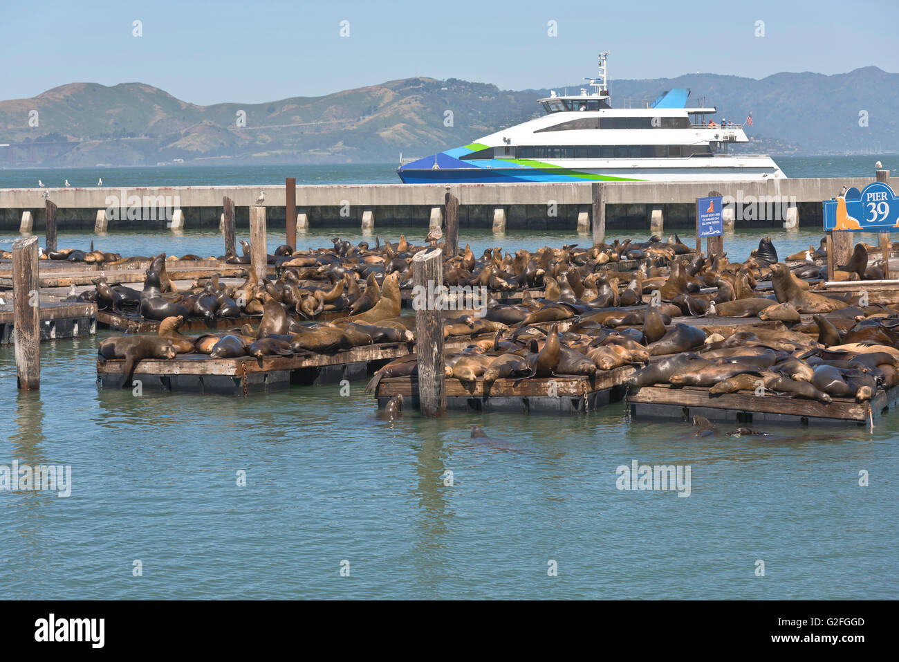 California Sea-lions On Pier 39 In San Francisco Bay Stock Photo - Alamy