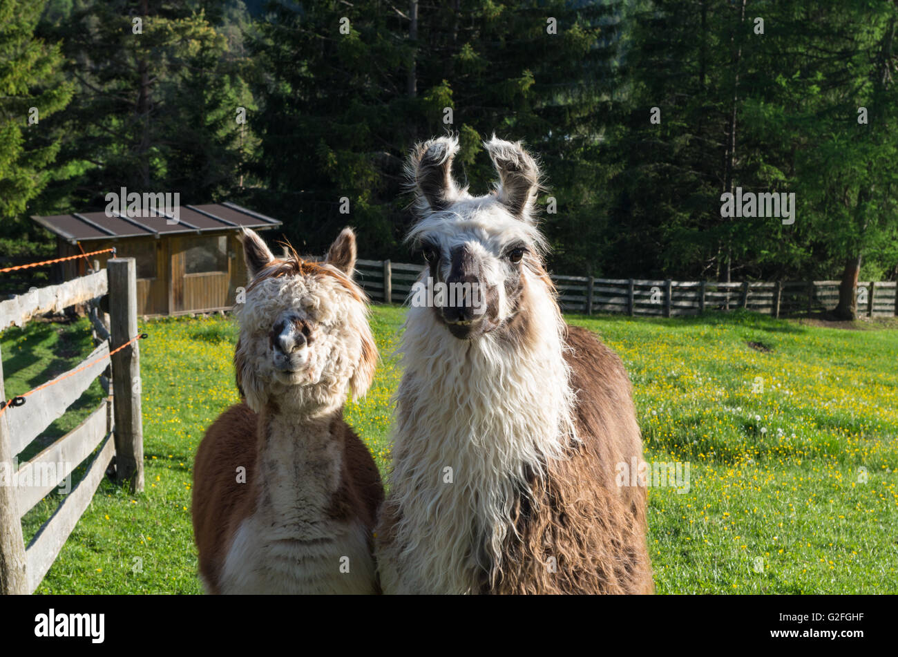 Funny lama couple in the dolomites Stock Photo