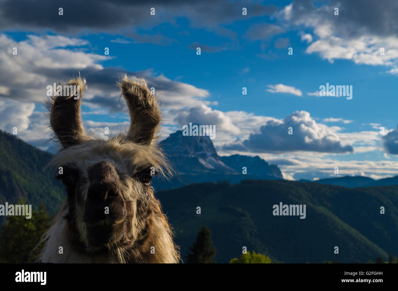 Lama in front of a mountain, dolomites, southtyrol, italy Stock Photo