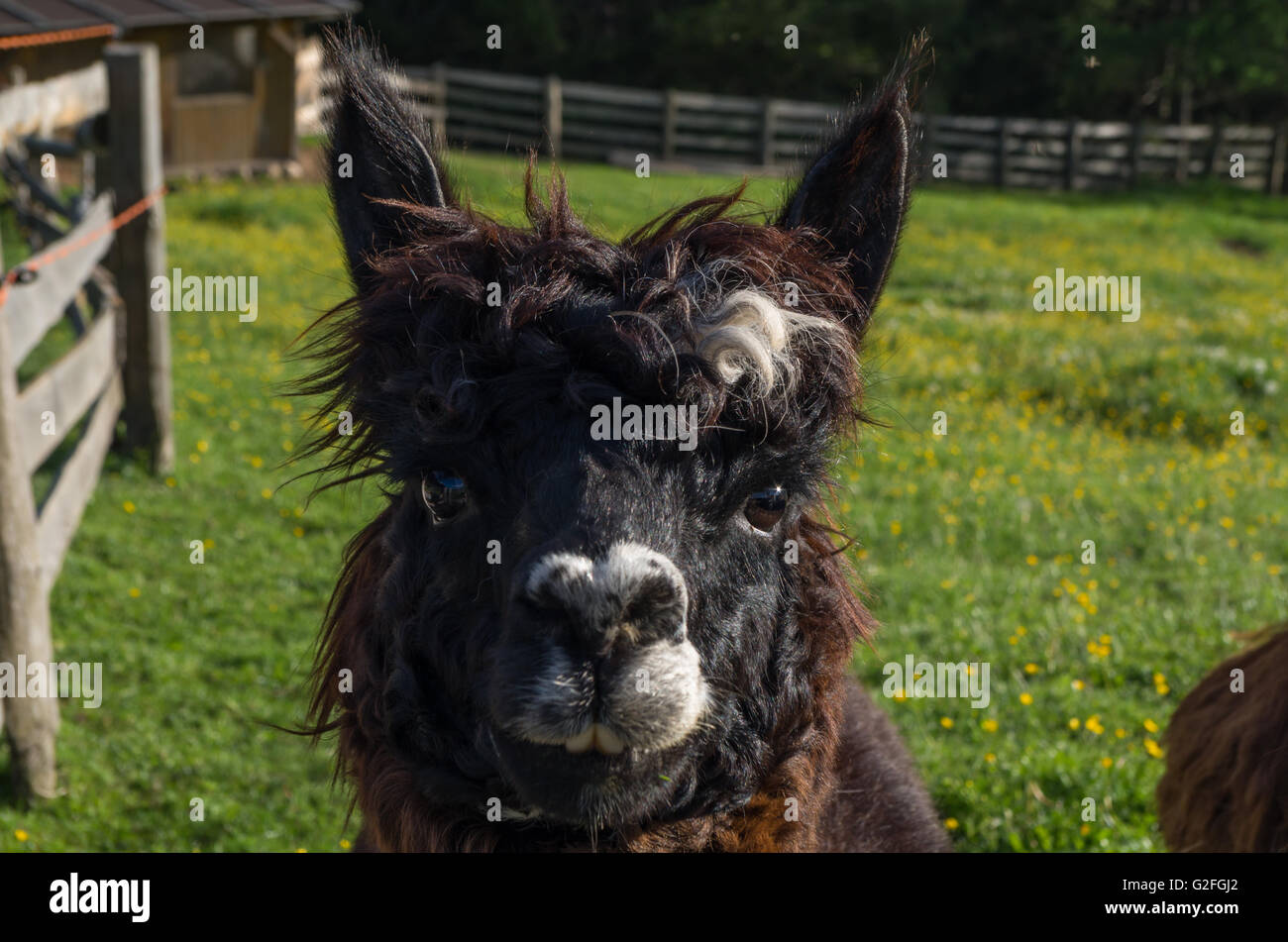 Cute brown lama in the mountains, dolomites, south tyrol, italy Stock Photo