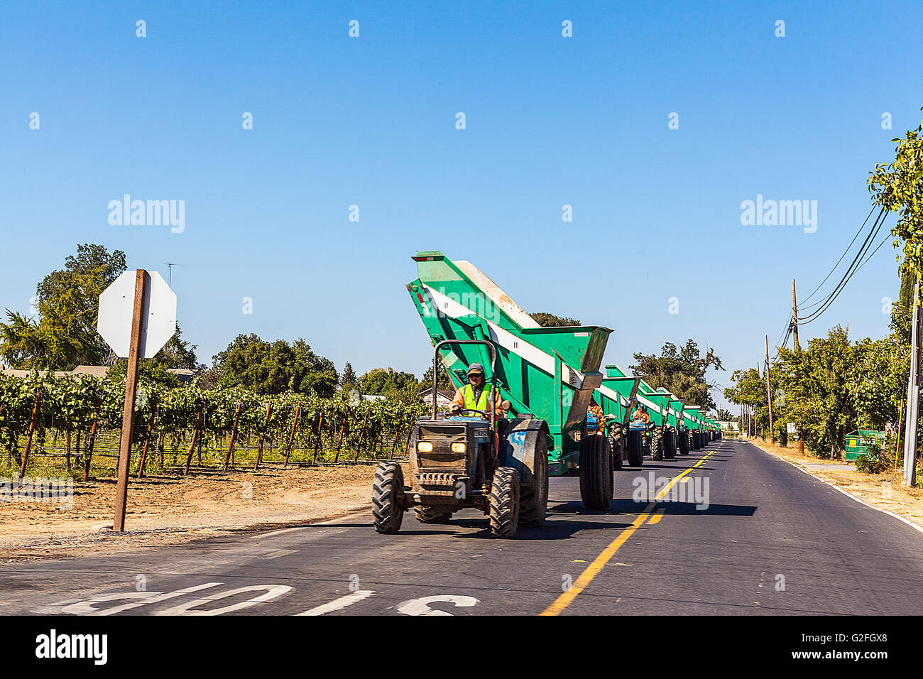 A long line of tractors and hoppers signifying the start of the grape harvest in Lodi California Stock Photo