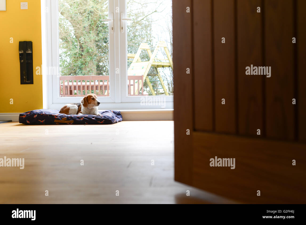 Small dog alone in room Stock Photo