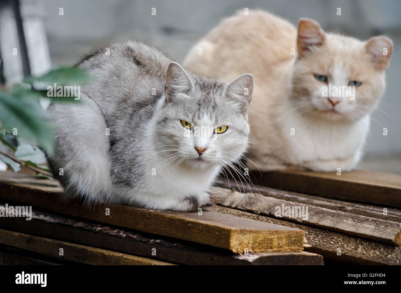 Cats sit on boards Stock Photo