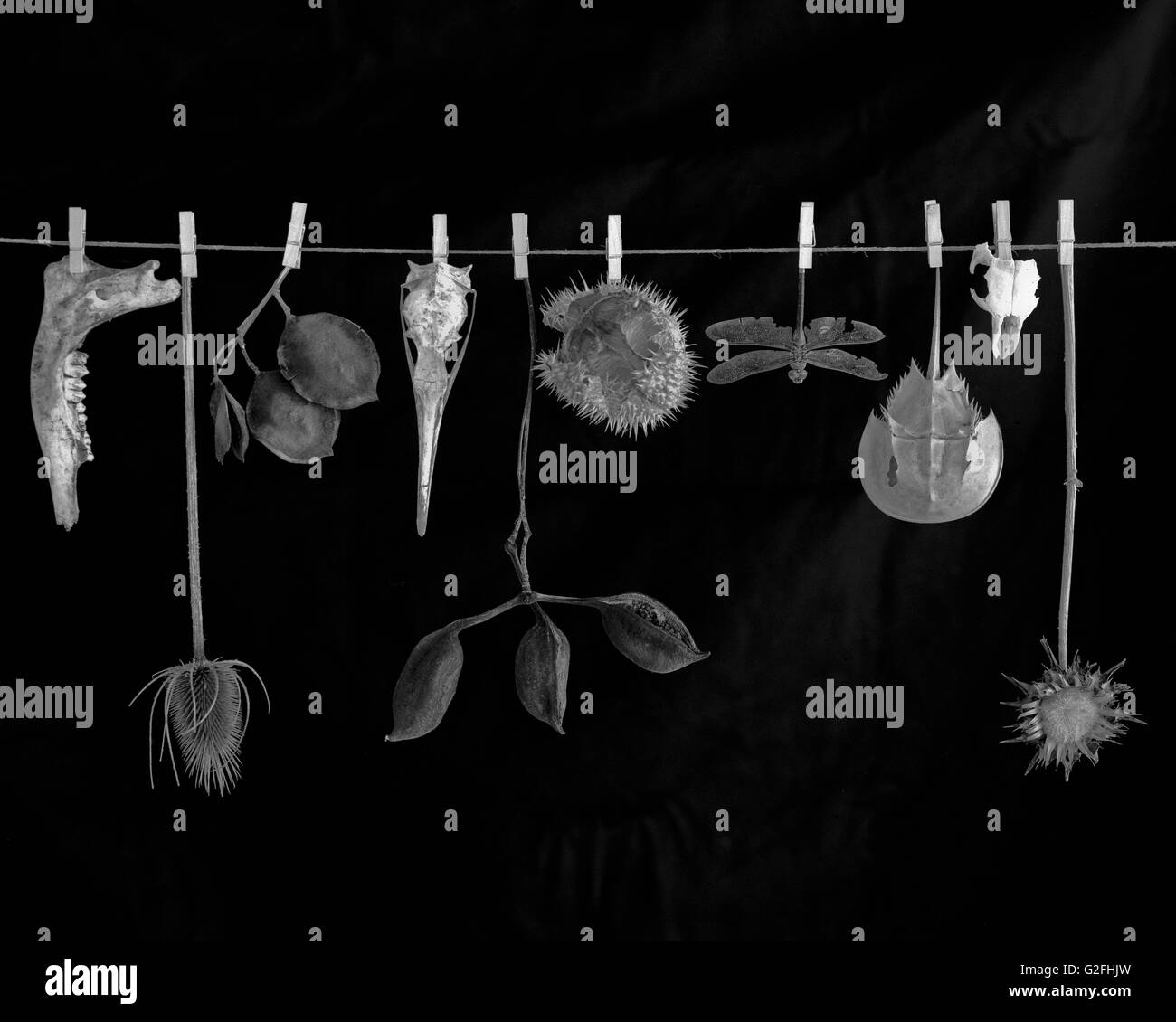 Animal Bones, Skeletons and Dried Plants Hanging on Clothesline Stock