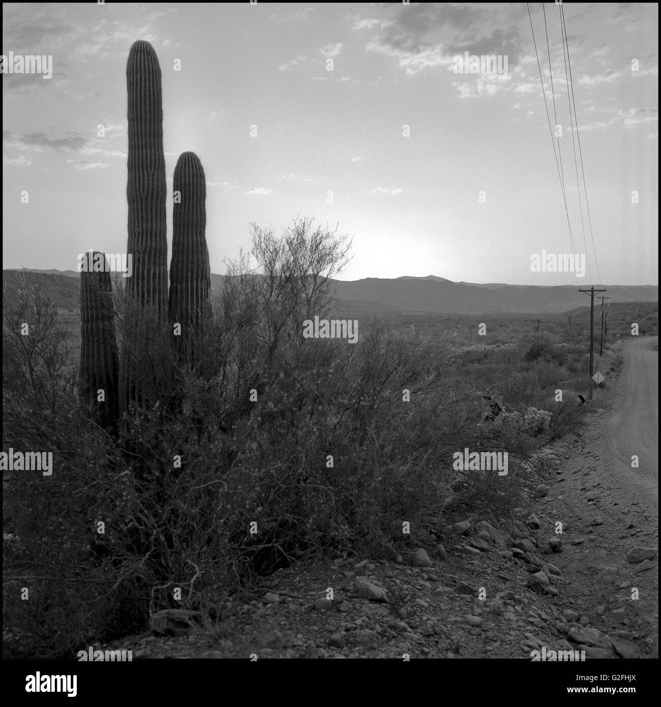 Cactus desert Black and White Stock Photos & Images Alamy