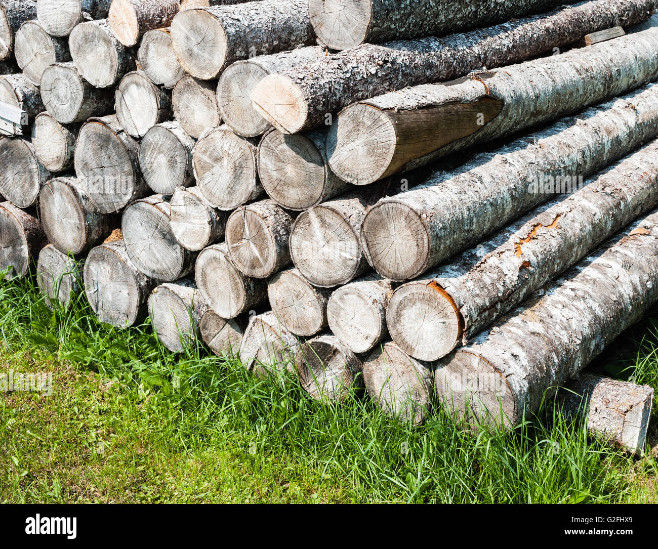 Pile of tree stumps hi-res stock photography and images - Alamy