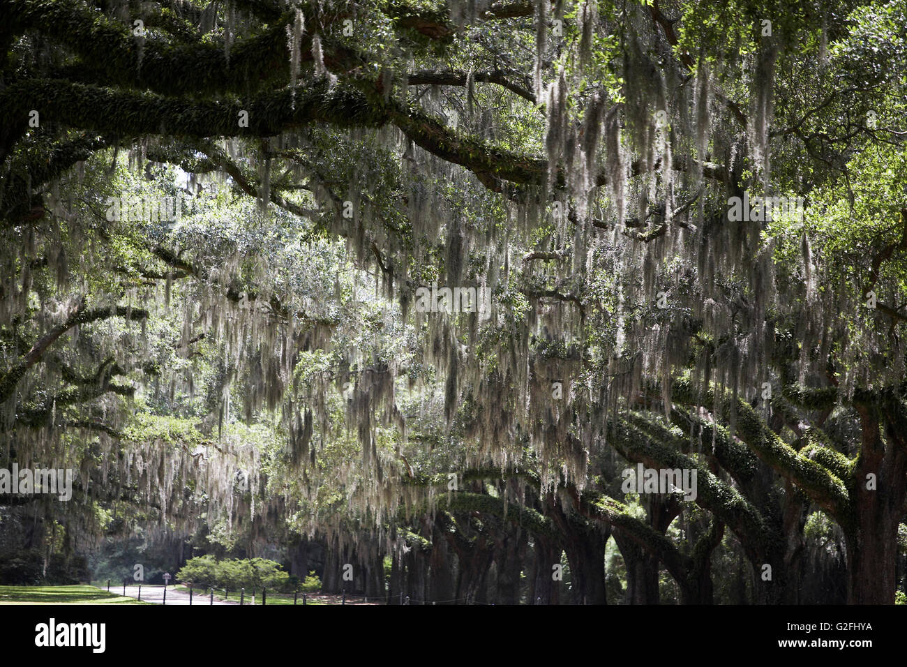 Southern Live Oak Trees Covered in Spanish Moss, Charleston, South